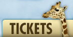 button-tickets