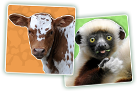 Poll Animals